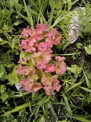 Euphorbia hylonoma
