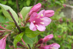 Weigela floribunda