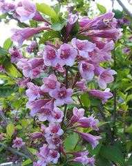 Weigela floribunda