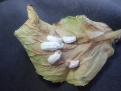 Pulvinaria hydrangeae