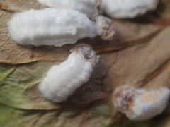 Pulvinaria hydrangeae