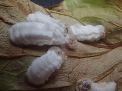 Pulvinaria hydrangeae