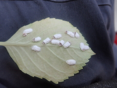 Pulvinaria hydrangeae