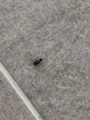 Phyllodromica marginata