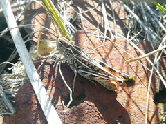 Arcyptera microptera