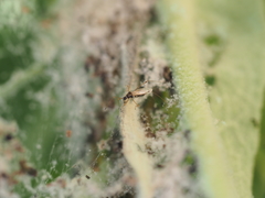 Gampsocoris punctipes