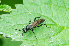 Macrophya annulata
