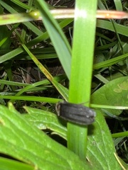 Lamprohiza splendidula