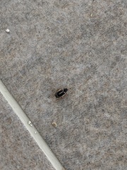 Phyllodromica marginata