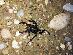 Lucanus cervus