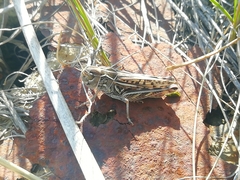 Arcyptera microptera