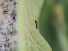 Gampsocoris punctipes