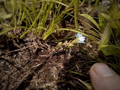 Gentiana zollingeri
