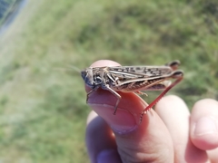 Arcyptera microptera