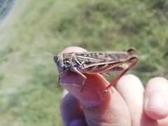Arcyptera microptera