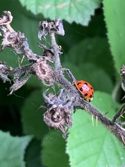 Harmonia axyridis