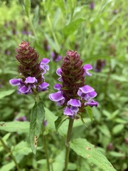 Angiospermae