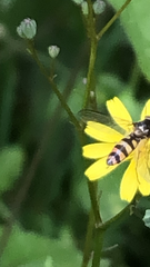 Meliscaeva cinctella