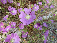 Malva punctata
