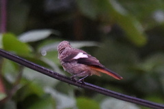 Phoenicurus auroreus