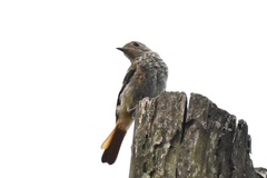 Phoenicurus auroreus