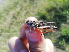Arcyptera microptera