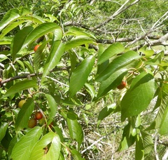 Prunus rivularis
