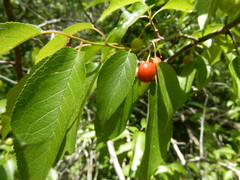 Prunus rivularis