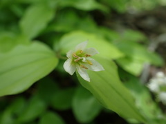 Disporum smilacinum