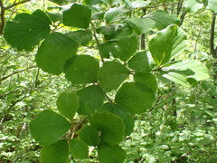 Alnus hirsuta
