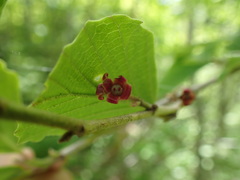 Alnus hirsuta