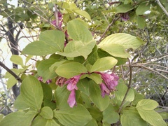 Weigela praecox
