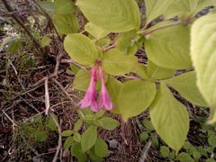 Weigela praecox