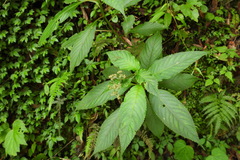 Hydrangea densifolia