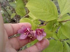 Weigela praecox