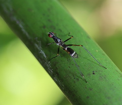 Metopochetus aequalis