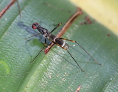 Metopochetus aequalis