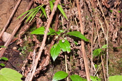 Lysimachia ardisioides
