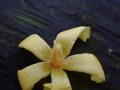 Lysimachia ardisioides