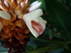 Alpinia sessiliflora