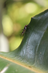 Metopochetus aequalis