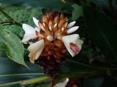 Alpinia sessiliflora