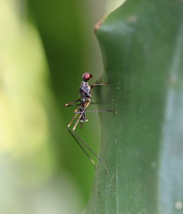 Metopochetus aequalis