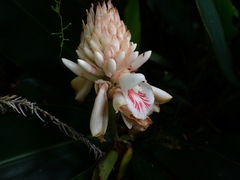 Alpinia sessiliflora
