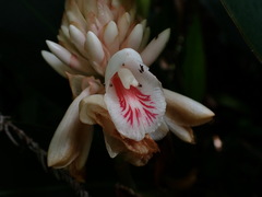 Alpinia sessiliflora