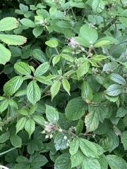 Rubus scaber
