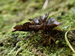 Sticta weigelii