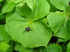 Trillium apetalon