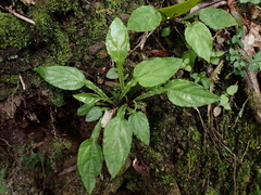 Ainsliaea latifolia