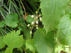 Tiarella polyphylla